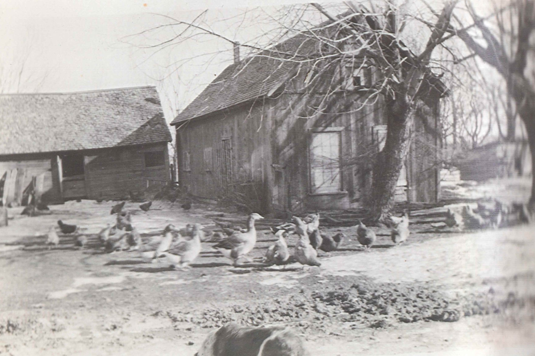 Nerstrand Cabin 1917